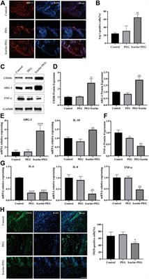 Dual-Action Icariin-Containing Thermosensitive Hydrogel for Wound Macrophage Polarization and Hair-Follicle Neogenesis